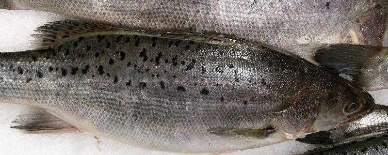 鱸魚養(yǎng)殖條件和成本